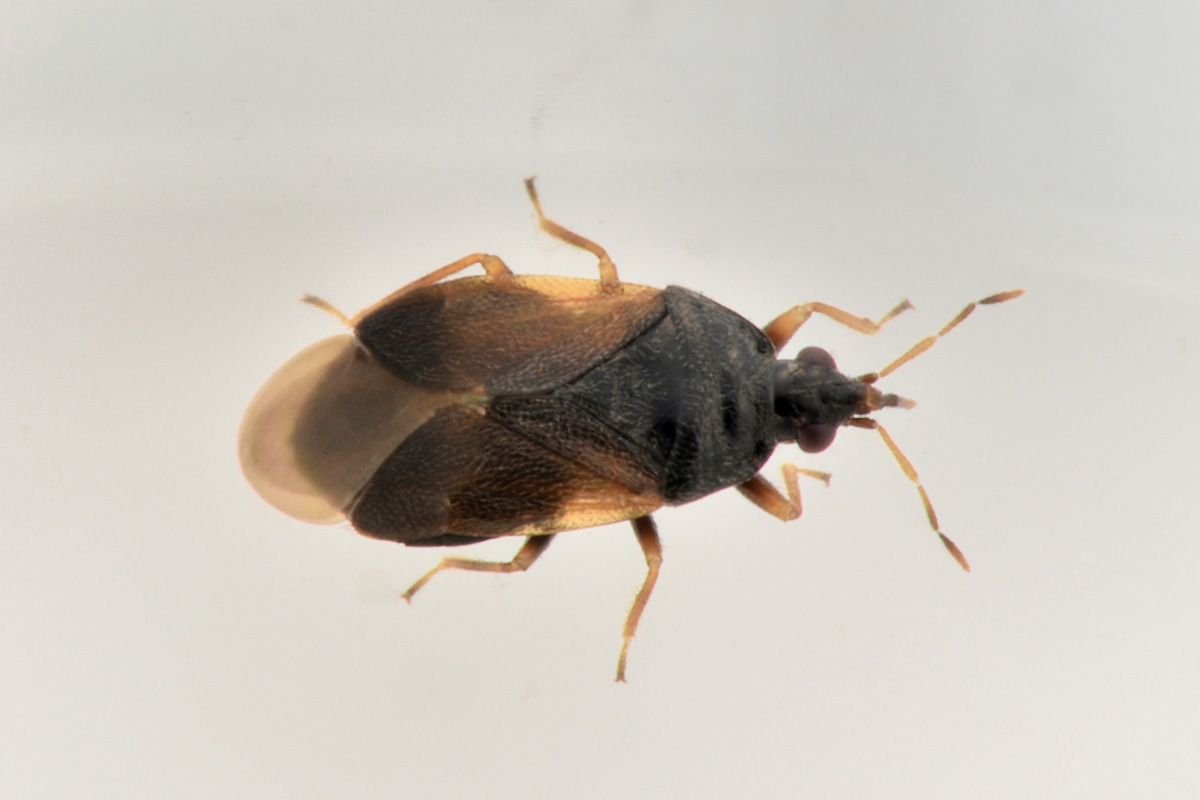 Anthocoridae: Orius sp.